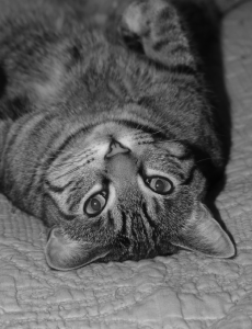 Cat_Lucy #1