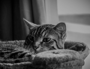 Cat Photo #3