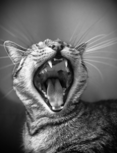 Cat Photo #7