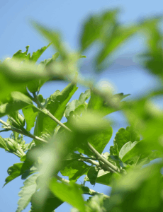 Leaves on a branch