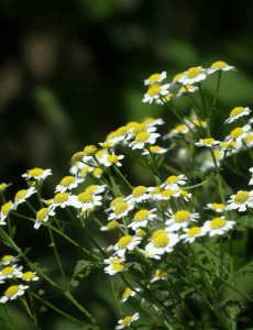 Flowers #1