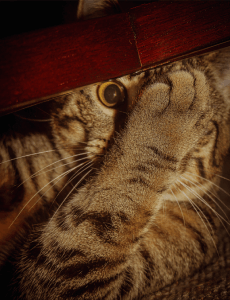 Cat Photo #4
