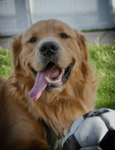 Dog Photo #1
