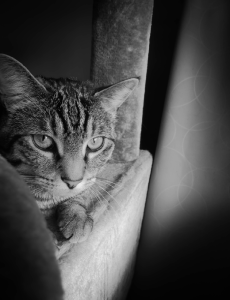 Cat Photo #5
