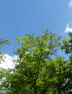 Trees