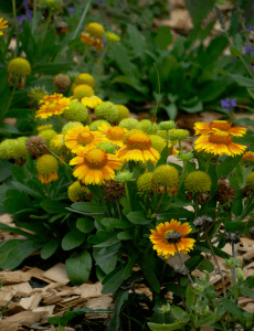 Flowers #2