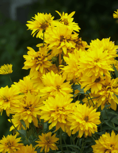 Flowers #3