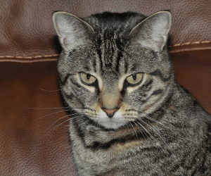 Cat Photo #8