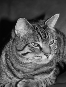 Cat Photo #10
