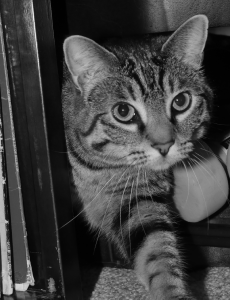 Cat Photo #6