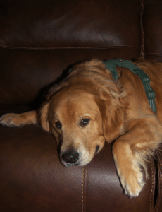 Dog Photo #2