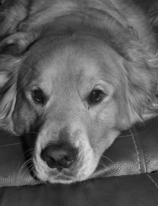 Dog Photo #3