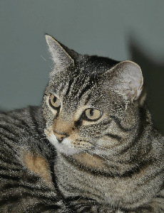 Cat Photo #2